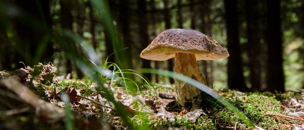 Mushroom in forest.
